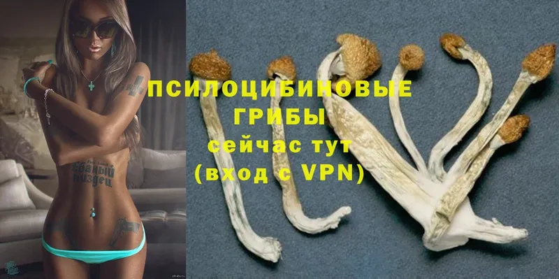 цена   Хотьково  Галлюциногенные грибы Magic Shrooms 